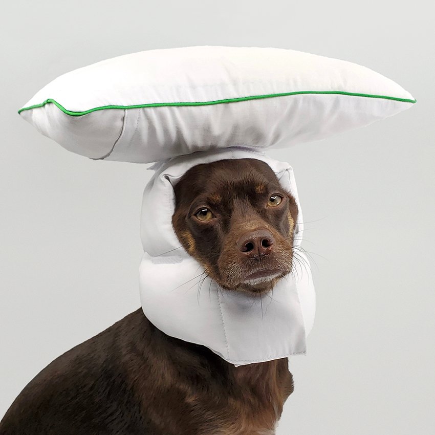 嘉合优品说设计：rajeev basu为狗狗们制造了睡觉用的豪华软头盔(图8)